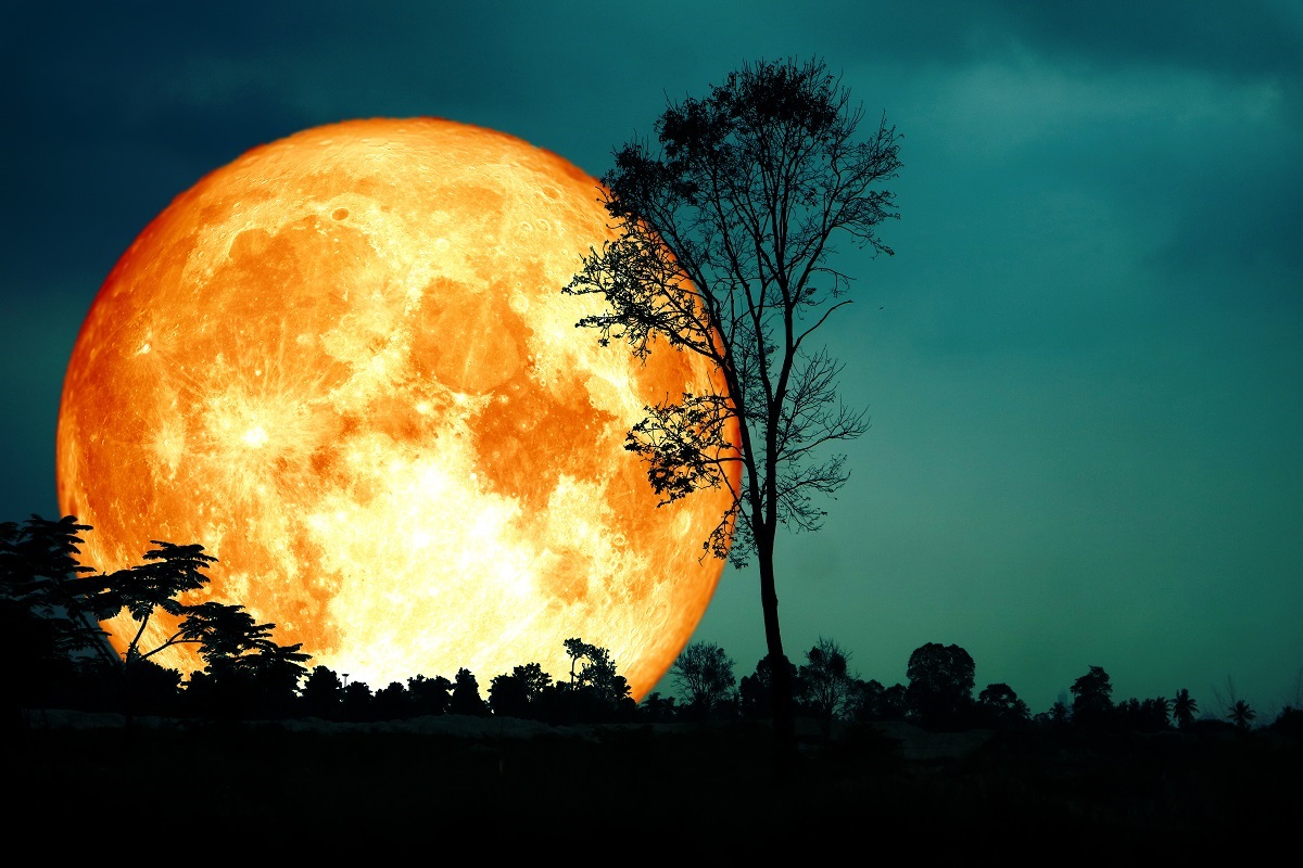 Super,Full,Blood,Moon,Back,Silhouette,Branch,Tree,And,Dark