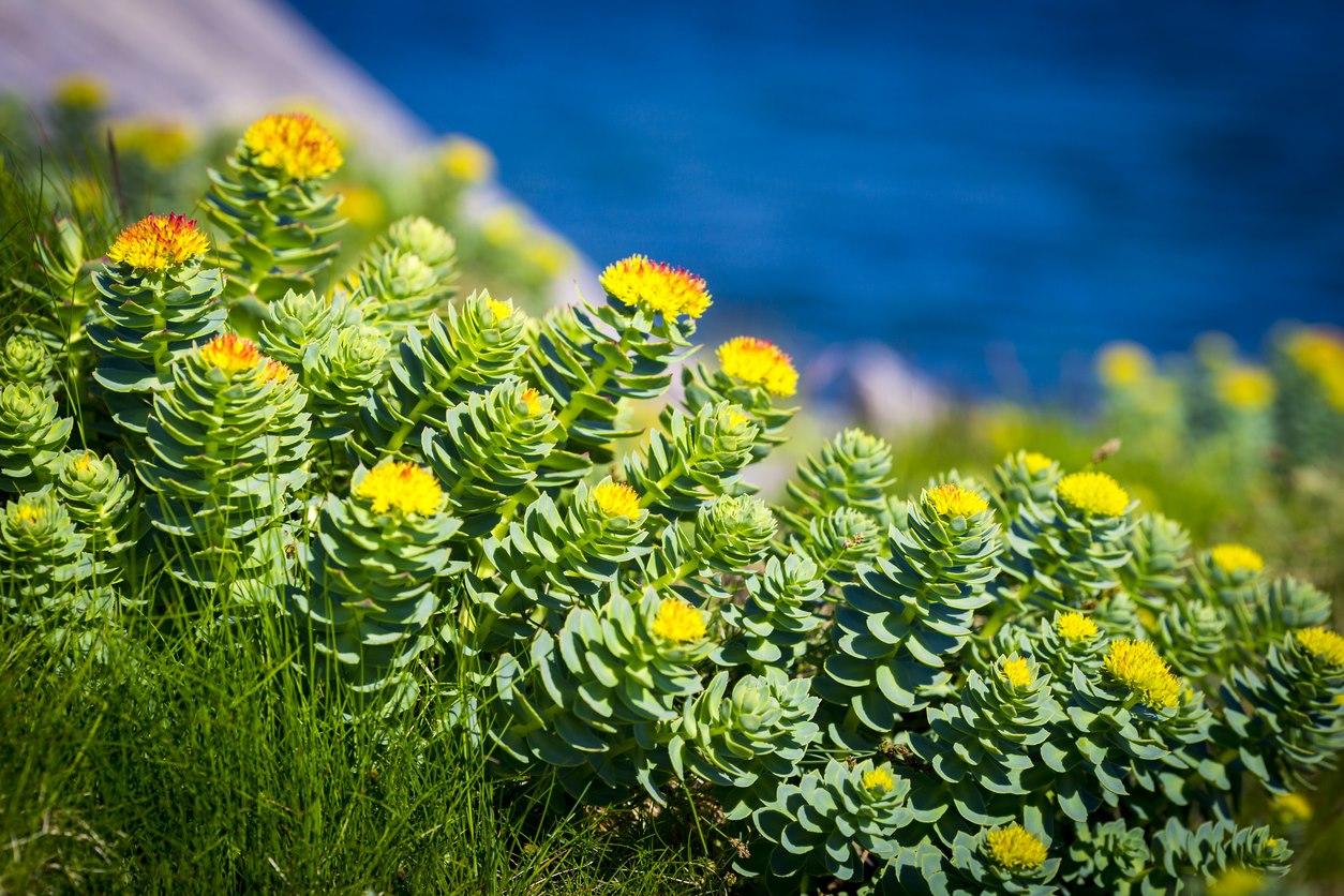 Înțelegerea beneficiilor plantelor adaptogene pentru sănătatea suprarenalei rhodiola-rosea