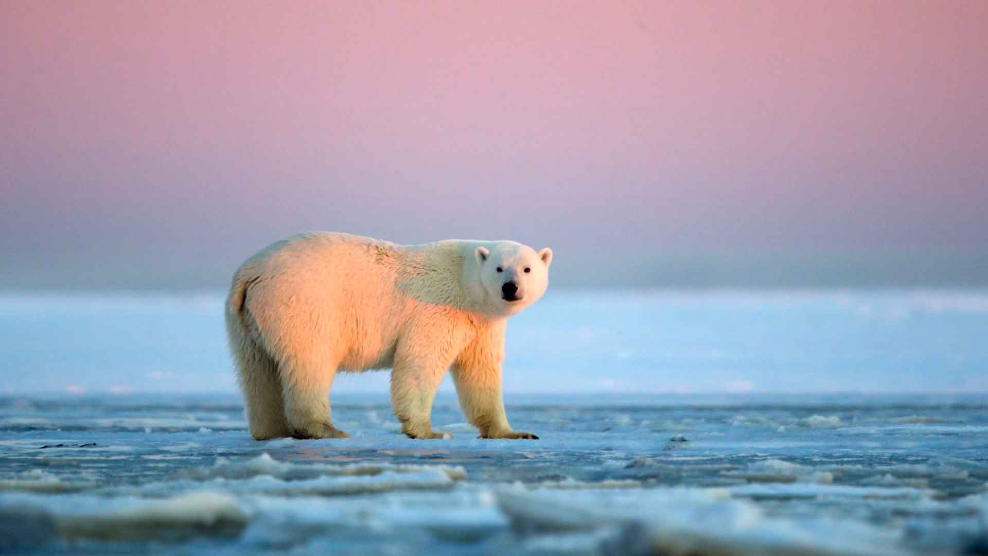 Dusul Rece- beneficii pentru sanatate? urs-polar