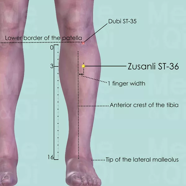 Zú Sān Lǐ – Punctul Miracol al Vitalității: Descoperă Secretele ST 36 pentru Energie și Echilibru